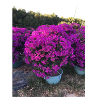 四川三角梅开的好