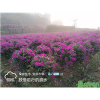 四川三角梅批发