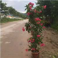 宜宾三角梅批发 
