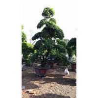福建三角梅批发