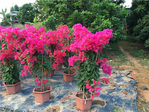 宜宾三角梅之沙漠玫瑰