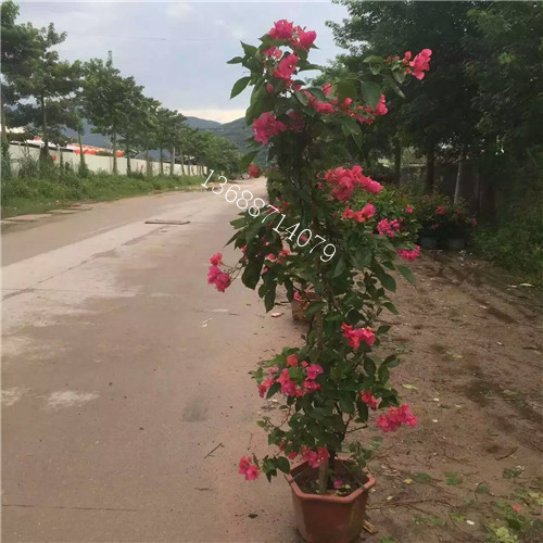 宜宾三角梅批发 