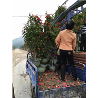南充三角梅装车