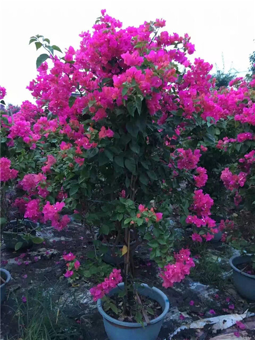 四川红色三角梅夏天种植