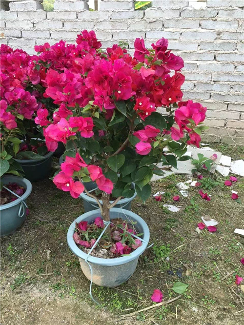 一种四川三角梅的修剪方法及其栽培方法