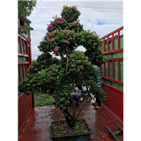 绵阳三角梅装车之翻锅埋化肥