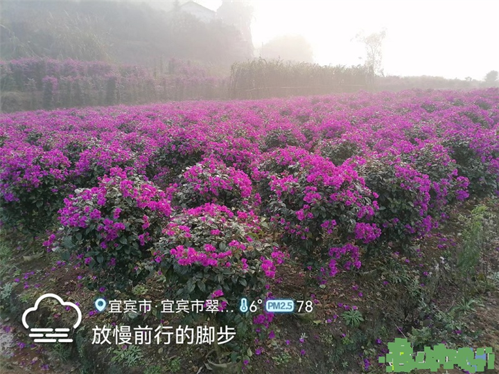 四川三角梅批发