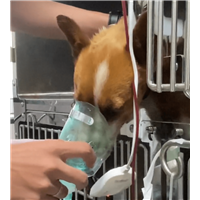 宠物医院制氧机宠物吸氧机制氧机