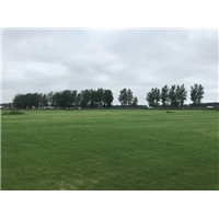 滁州马尼拉
