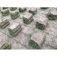 安徽果岭草|滁州百慕大草坪