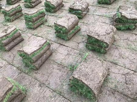 安徽果岭草|滁州百慕大草坪