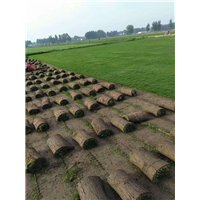 滁州马尼拉