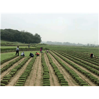 安徽果岭草#滁州百慕大