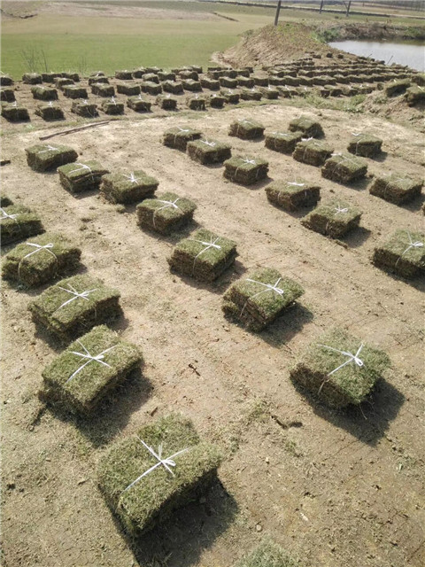 滁州草坪_滁州马尼拉 