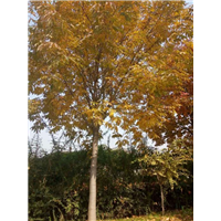 陕西七叶树|陕西华彩园林苗木花卉基地