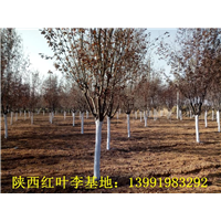 陕西红叶李|陕西华彩园林苗木花卉基地
