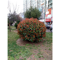 陕西红叶石楠|陕西华彩园林苗木花卉基地