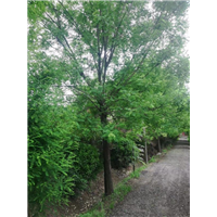 陕西国槐|陕西华彩园林苗木花卉基地