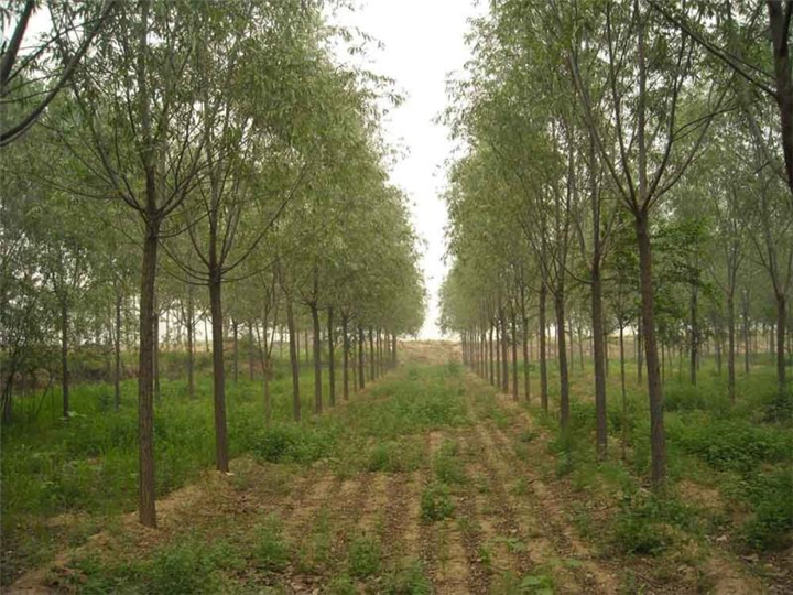 陕西柳树|陕西华彩园林苗木花卉基地