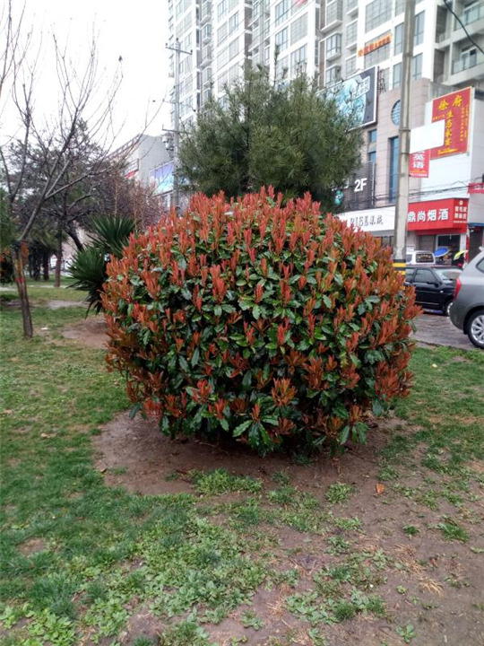 陕西红叶石楠|陕西华彩园林苗木花卉基地