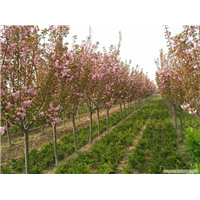 陕西樱花|陕西华彩园林苗木花卉基地