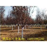 陕西红叶李|陕西华彩园林苗木花卉基地