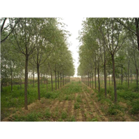 陕西柳树|陕西华彩园林苗木花卉基地