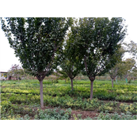 陕西华彩园林苗木花卉基地