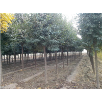 陕西大叶女贞|陕西华彩园林苗木花卉基地