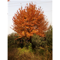 陕西五角枫|陕西华彩园林苗木花卉基地