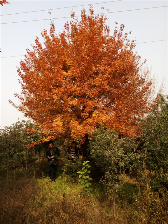 陕西五角枫|陕西华彩园林苗木花卉基地
