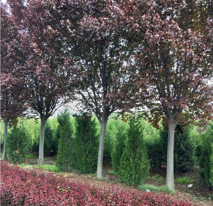 陕西红叶李|陕西华彩园林苗木花卉基地
