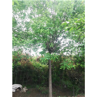 陕西国槐|陕西华彩园林苗木花卉基地