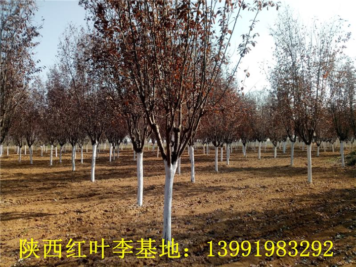 陕西红叶李|陕西华彩园林苗木花卉基地