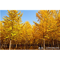 陕西银杏|陕西华彩园林苗木花卉基地