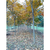 陕西七叶树|陕西华彩园林苗木花卉基地