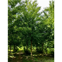 陕西三角枫种植基地