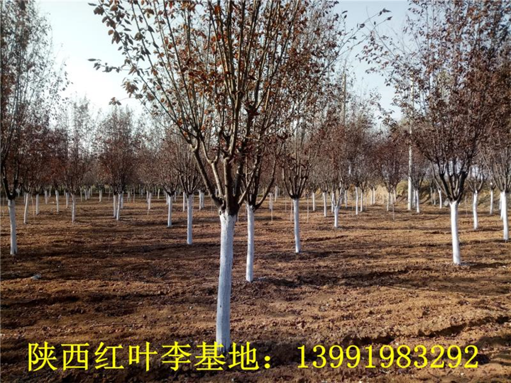 陕西红叶李|陕西华彩园林苗木花卉基地