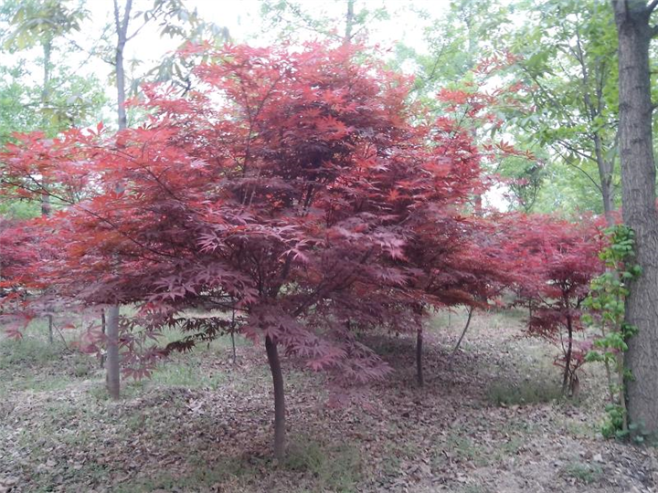陕西红枫|陕西华彩园林苗木花卉基地
