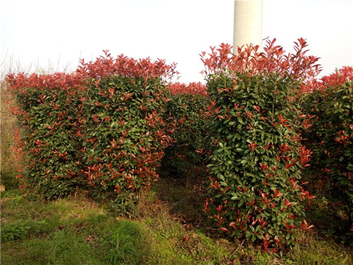 陕西红叶石楠|陕西华彩园林苗木花卉基地