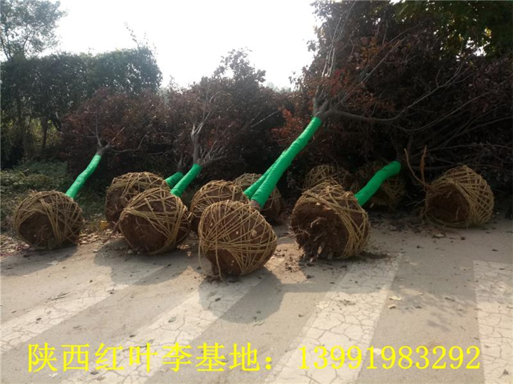 陕西红叶李|陕西华彩园林苗木花卉基地