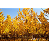 陕西银杏|陕西华彩园林苗木花卉基地