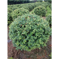 陕西小叶女贞球|陕西华彩园林苗木花卉基地
