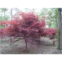 陕西红枫|陕西华彩园林苗木花卉基地