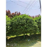 冠幅2.5米独杆卫矛球