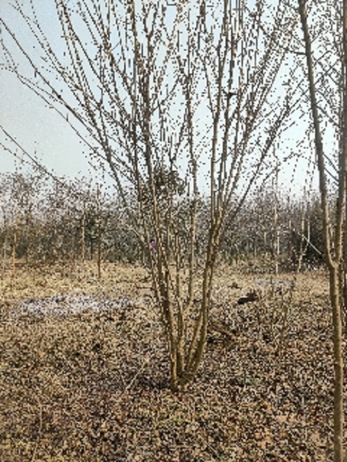 丛生地锦槭