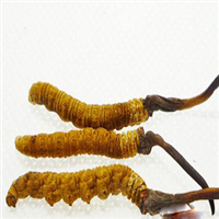 常熟冬虫夏草回收 