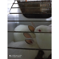 广西哪里有兔子卖