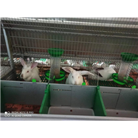 广西兔种苗，南宁兔种苗