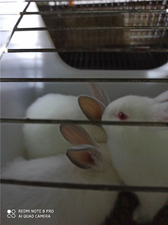 广西哪里有兔子卖